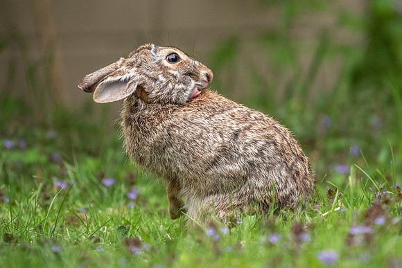 Grooming 2