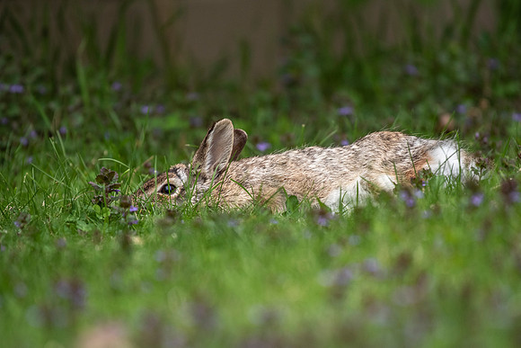 Sleepy Rabbit Stretched Out