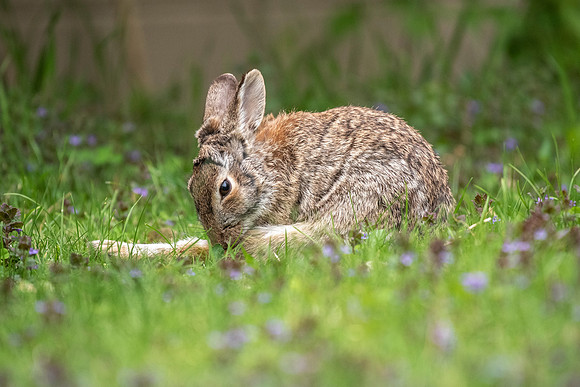 Grooming 5