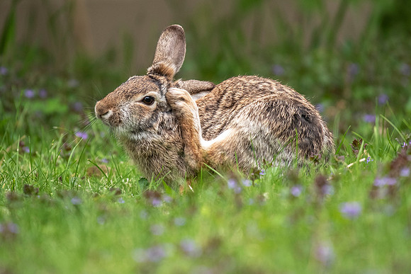 Grooming 4