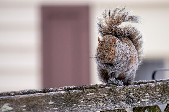 Sleeping Squirrel