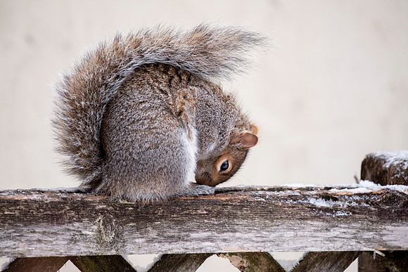 Yoga Squirrel