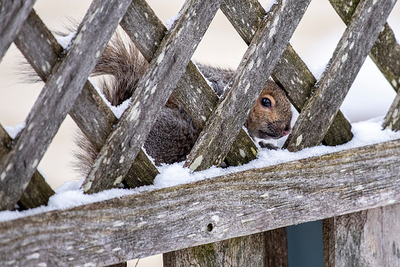 Peek-a-boo
