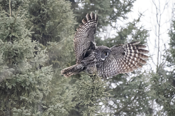 Great gray flying