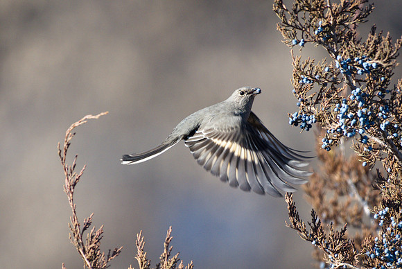 Townsend's Solitaire with berry