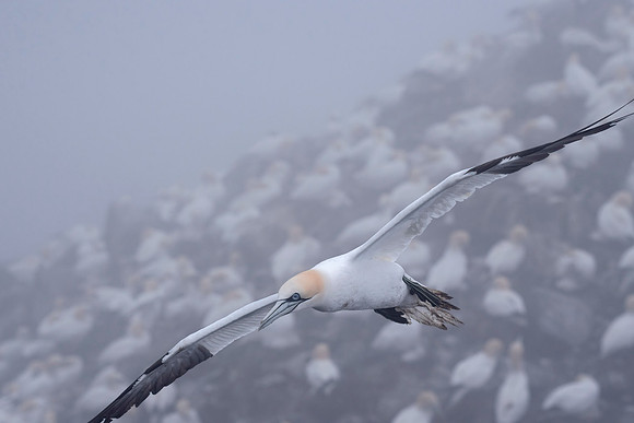 Soaring