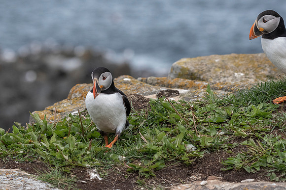 Looking for nesting materials