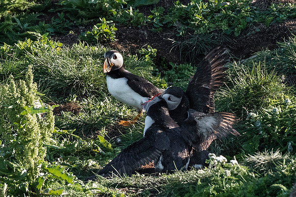 Defending the nest