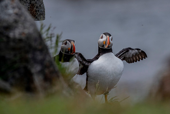 Puffy puffin, tiny wings