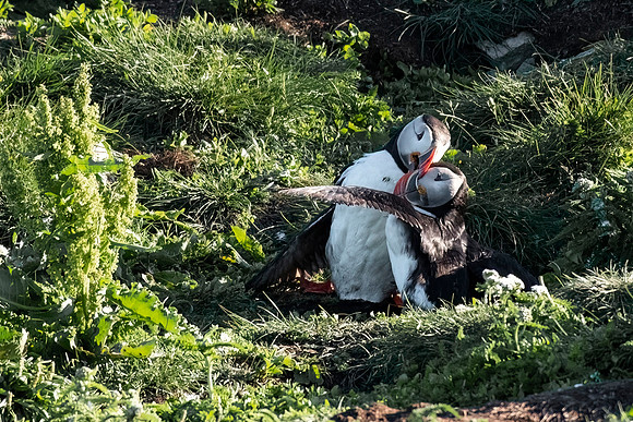 Love bite or fight?
