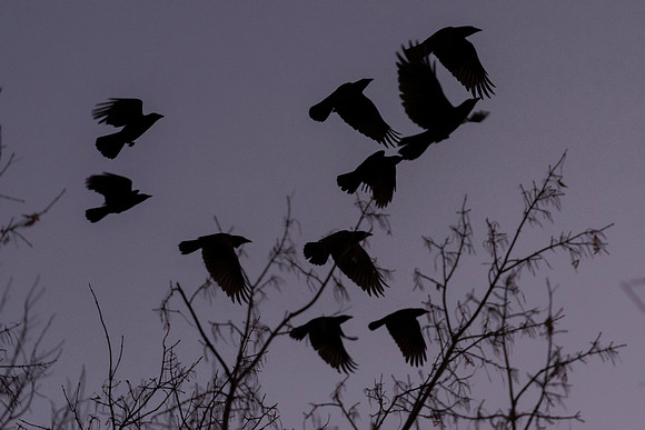 Darkness Rising