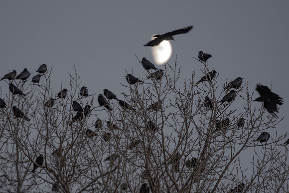 Half Moon Crows