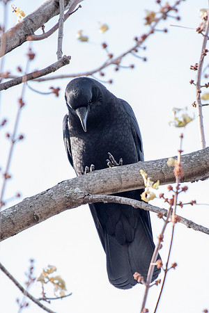 Crow Toes