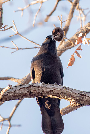 Crow with Mole
