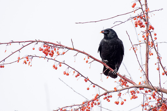 Crabapple Crow