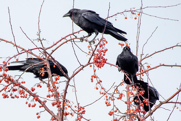 Crows and Crabapples
