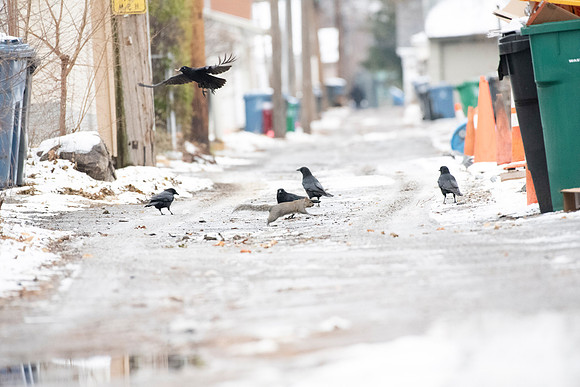 Backalley Dining