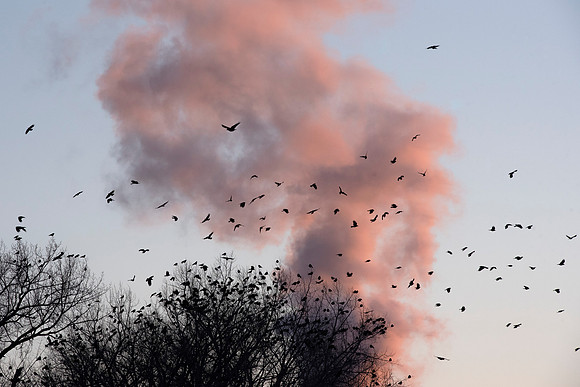 Sunset, smokestack, crows