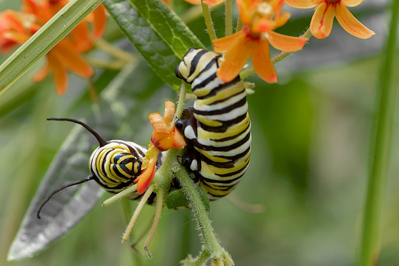 Hungry (Monarch Caterpillar)