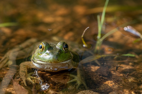 Resting Frog Face