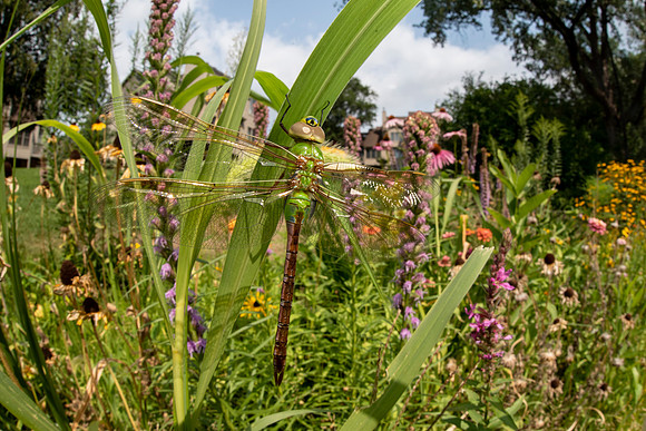 Common Green Darner