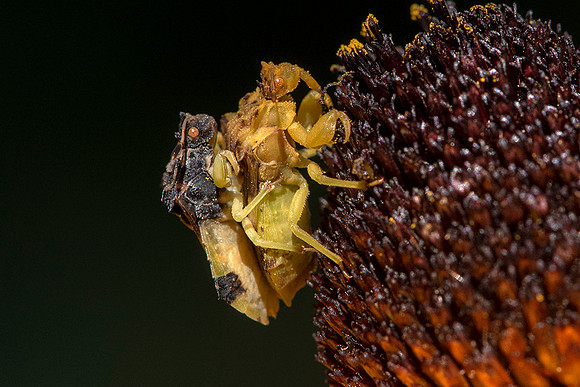 AmbushBugsMating