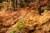 Fall Ferns