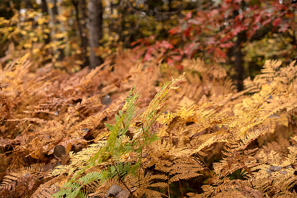 Fall Ferns