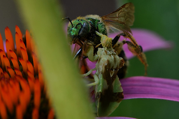 Backyard 07-27-2022 3