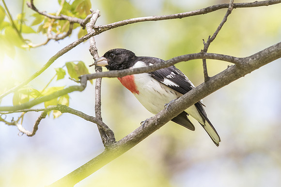 male red-breasted grosbeak with ?